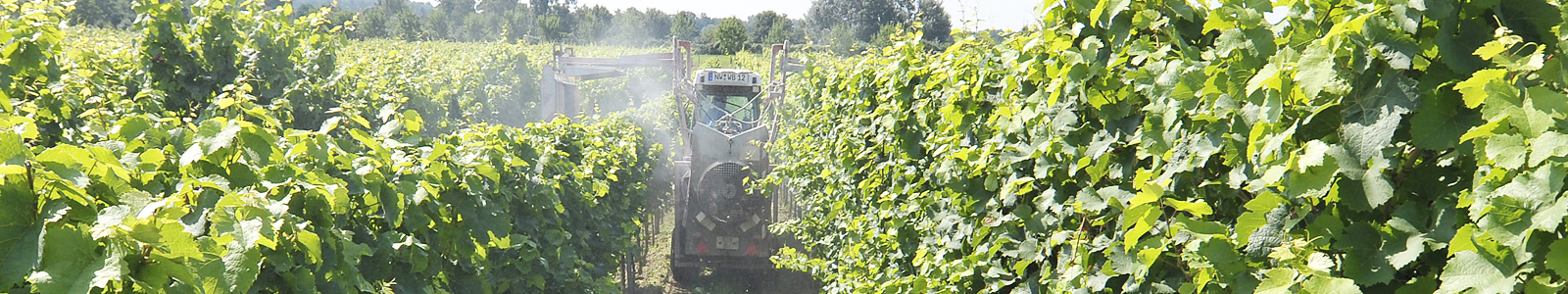 Traktor spritzt mit Weinbergsspritze in Rebzeilen ©DLR